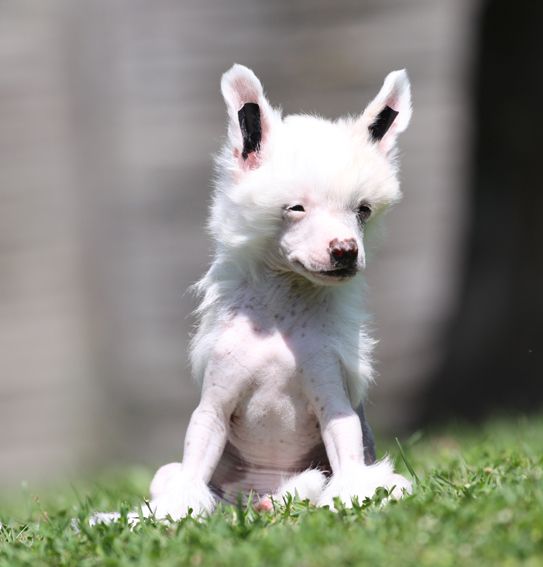 Express yourself Quickly in Love