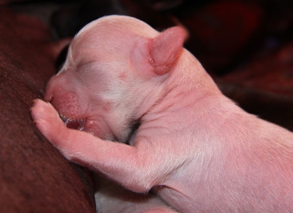 Endless Summer Quickly in Love