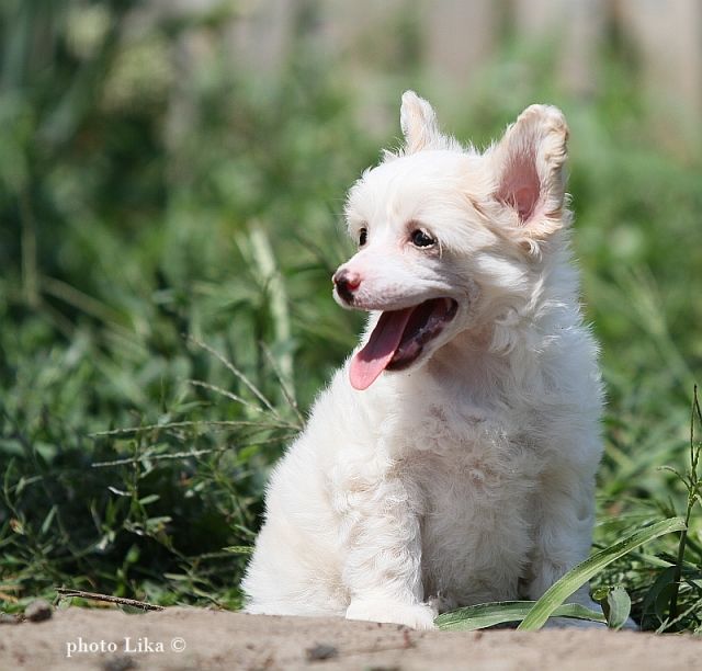 Amulet Vlasti Femely Mars