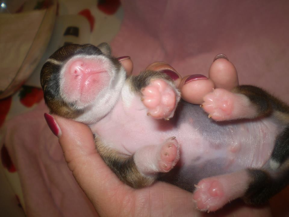 Davidson Harley Ipsi Grand