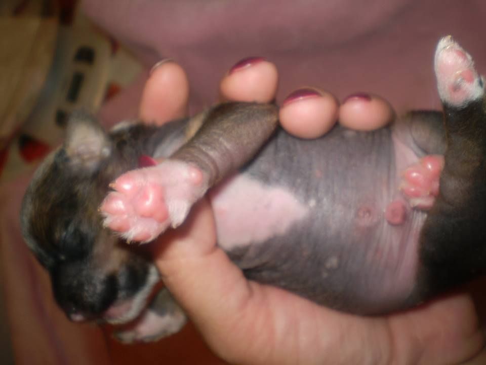 Damon Black Ipsi Grand