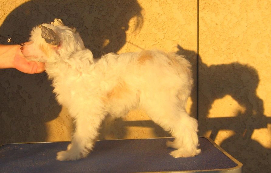 Shida Buttermilk Spice