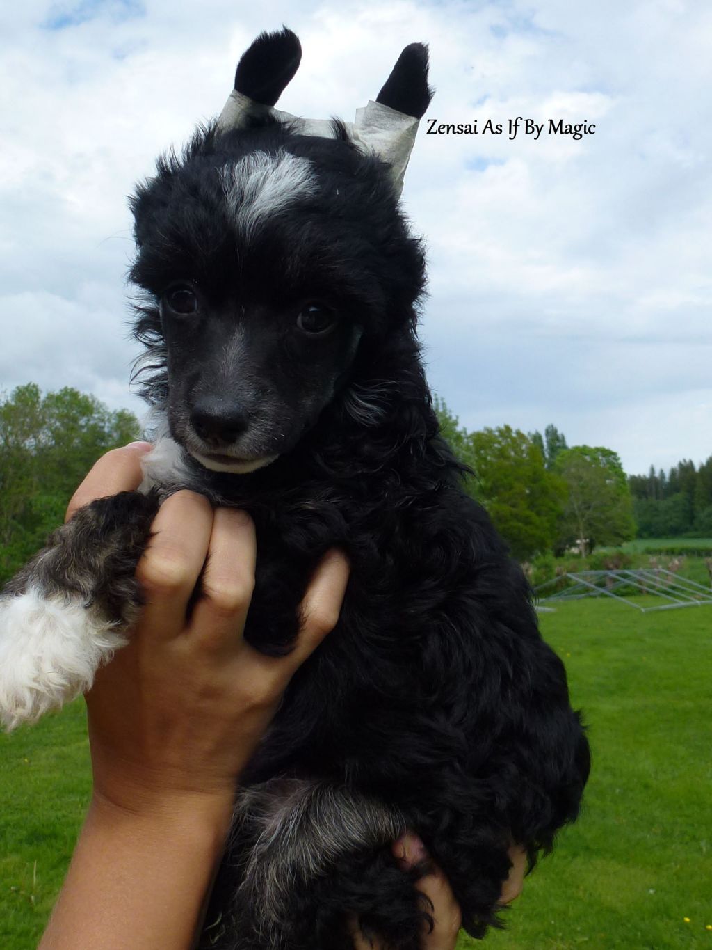 Zensai As If By Magic