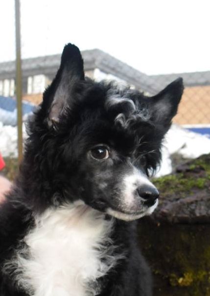 Chill Giant's Chinese Wannbe