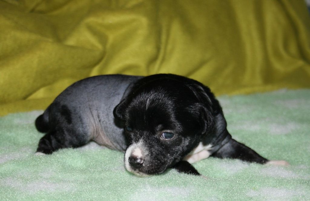 Valanyan Celebration