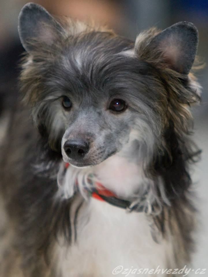 Frankie z Jasne hvezdy