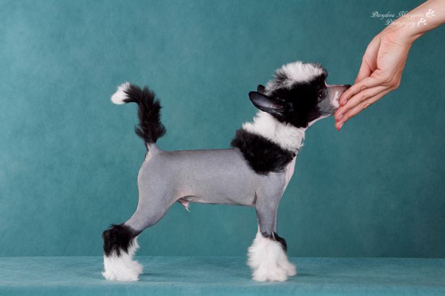 Fiery Fame Double Spot