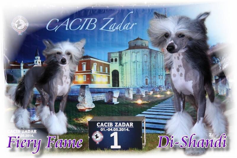 Fiery Fame Di-Shandi