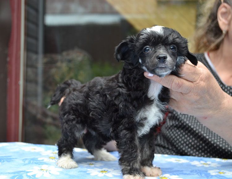 Vellar Pljus Chere Muha