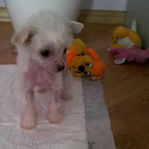 Vellar Pljus Chis Mi Dzhu