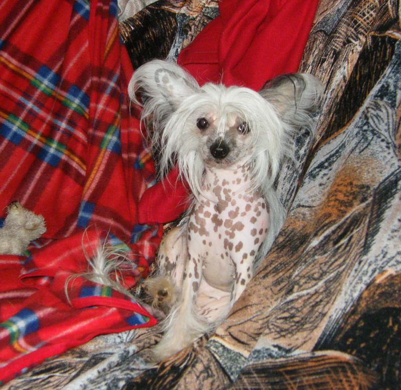 Vellar Pljus Stefi Brilliantovaya Businka