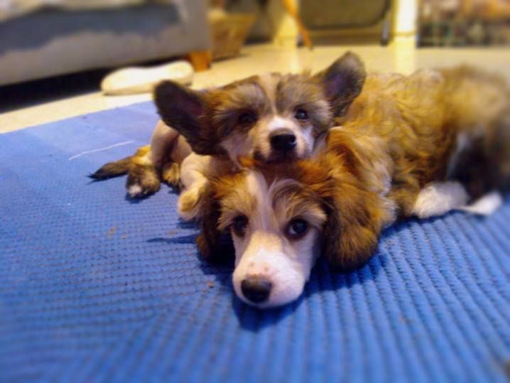 Three Cheers for Uh-Oh Uh-Merica