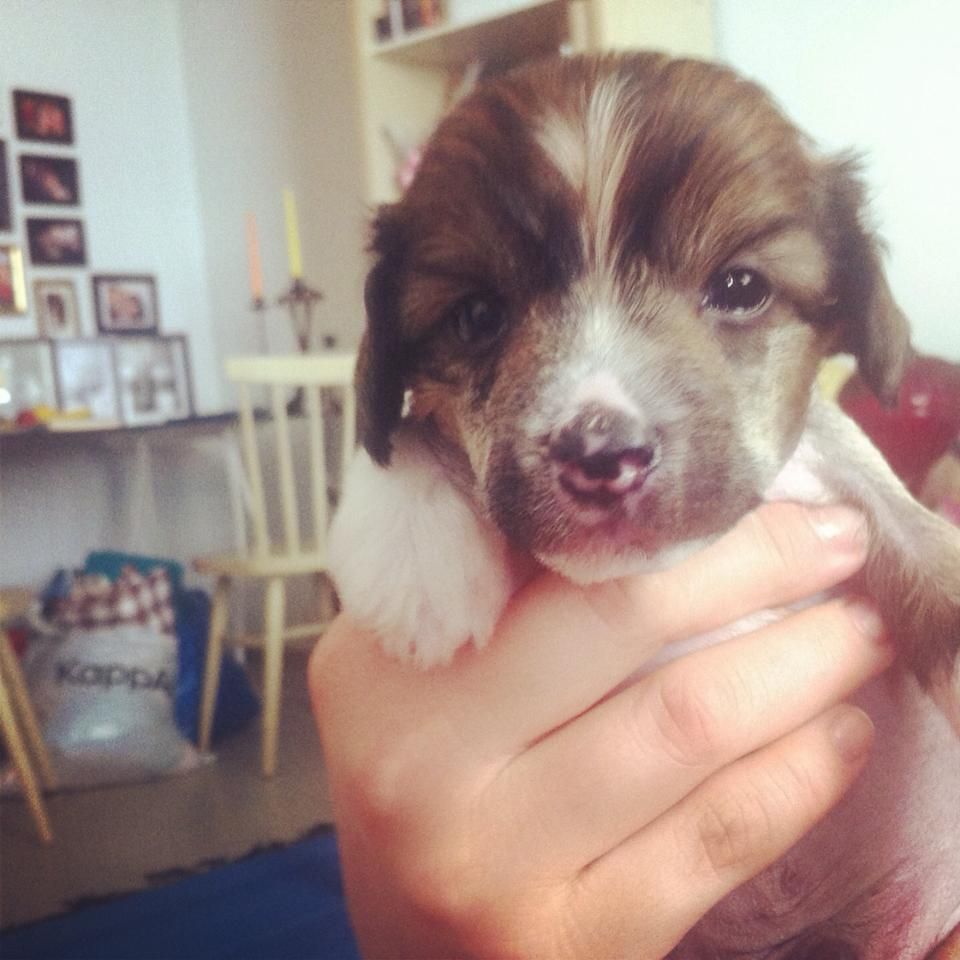 Three Cheers for Puppy Riot