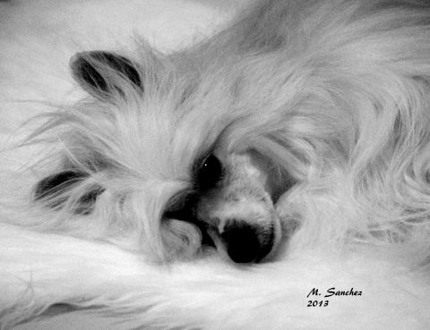 Gch Risin Stars As A Spark