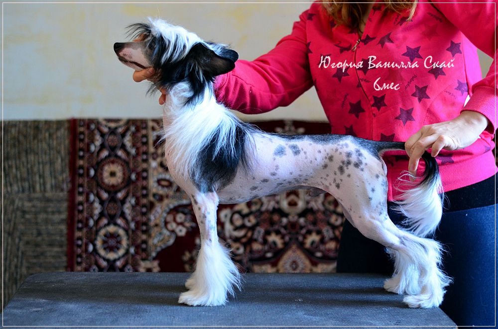 Yugoriya Vanilla Sky