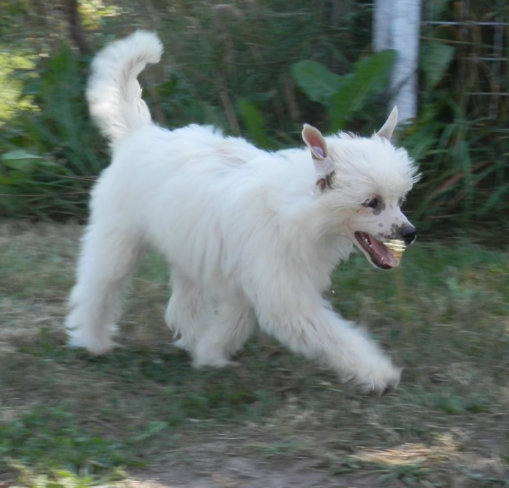 Charly vom Eifeldiamant