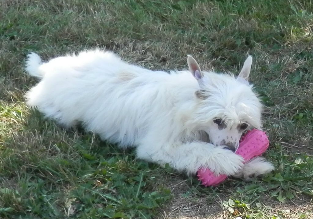 Cindy vom Eifeldiamant