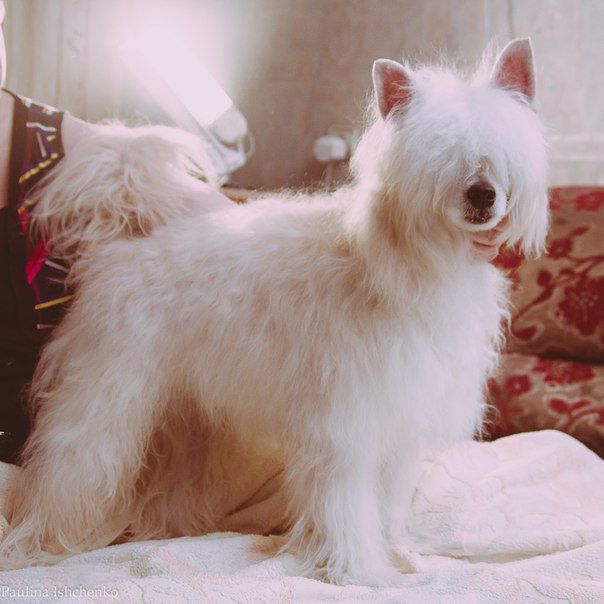 Berenik Pandora Elliot