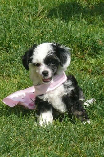 Adriana from Silver Fountaine