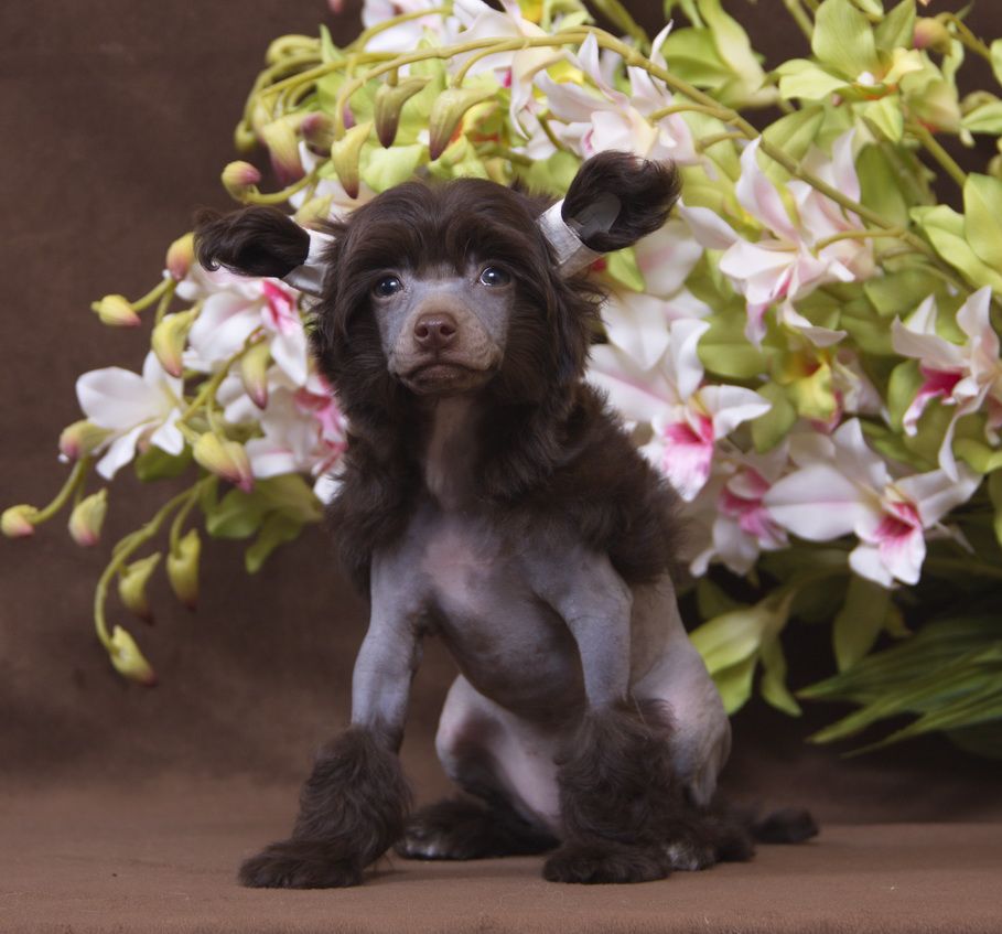 Luksorius Angelica mon Amour