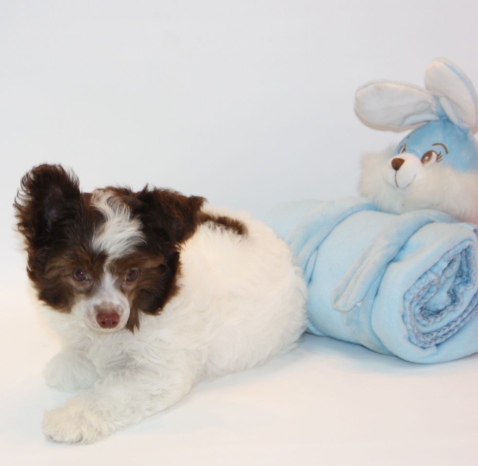 Luksorius Bryan Adams