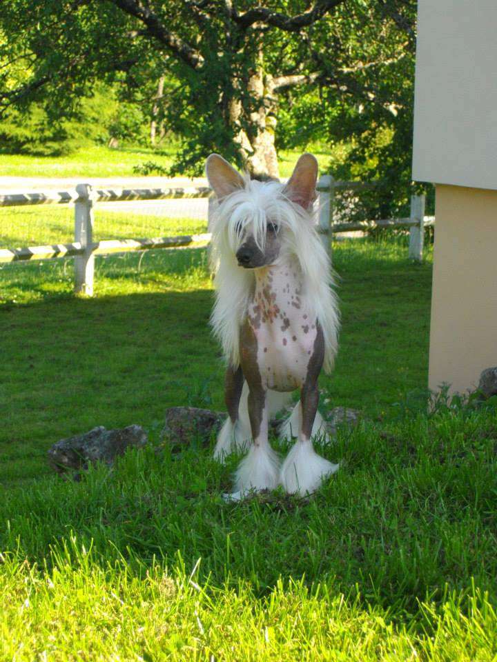 Haut mon coeur Little Champs