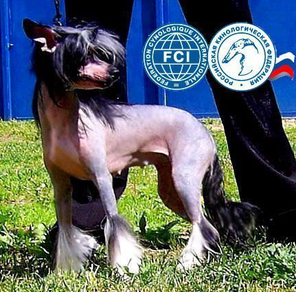 Dogland Happy Meygen