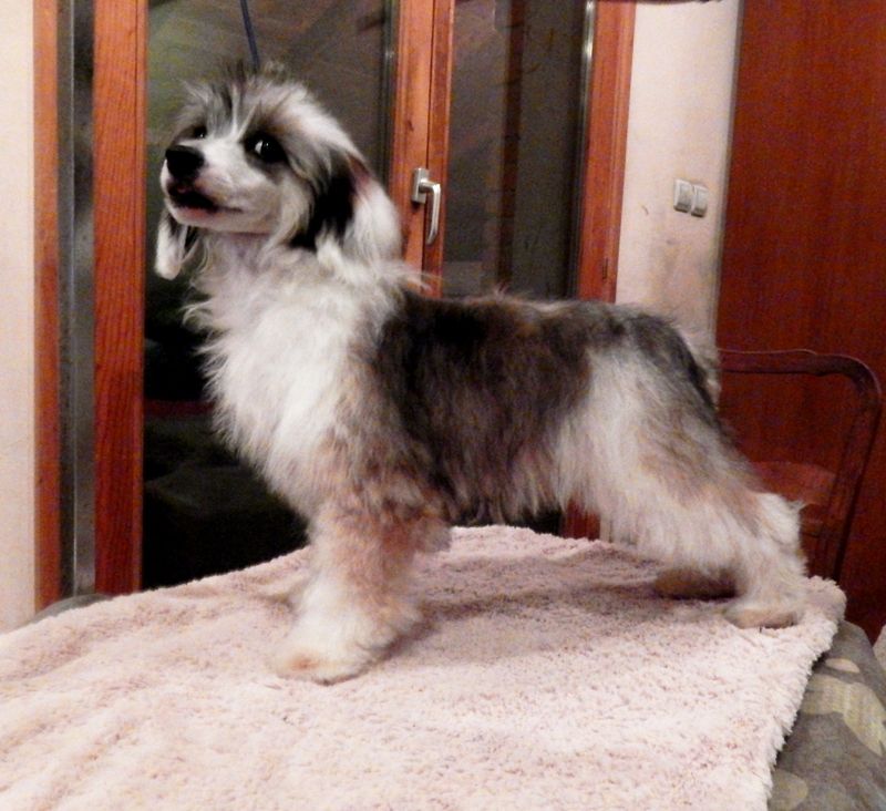 Unico Todo Mali Zmaj