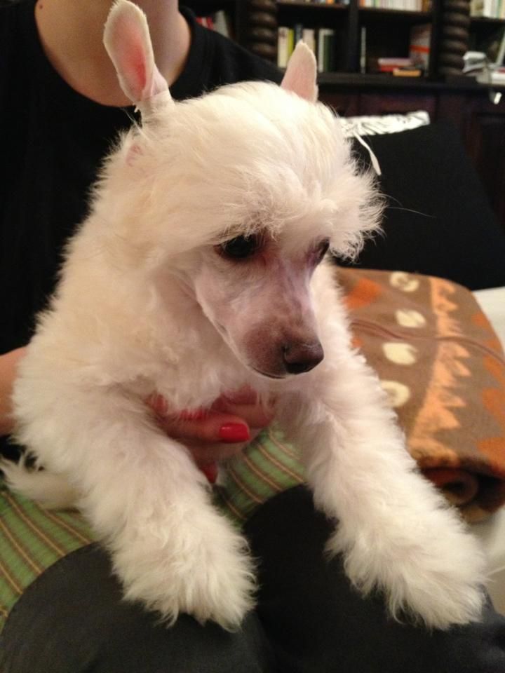 Bruno z Valdorfskych lesu