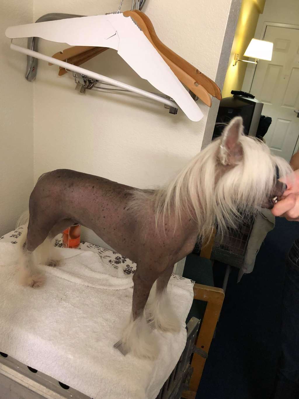 Krishna Wish Upon A Star