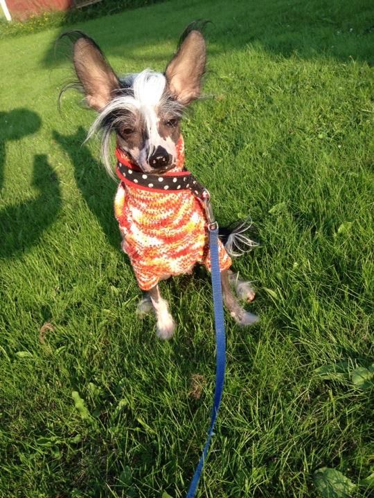 Golden Dream Stars Having Fun