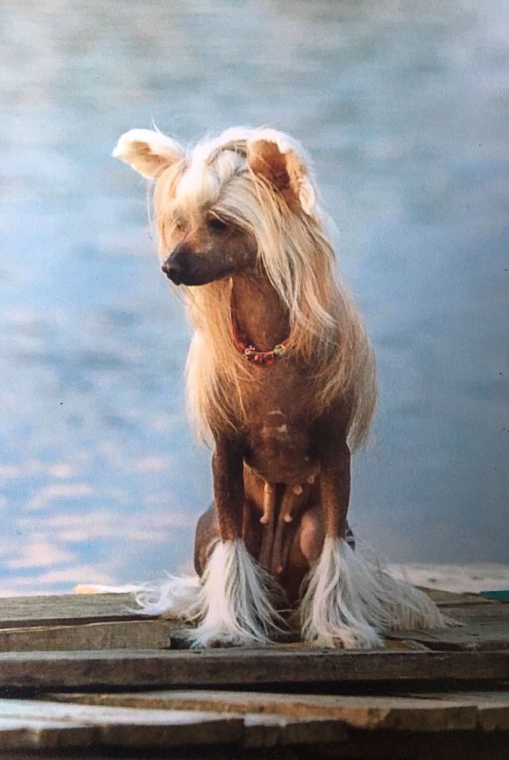 Azartnaya Ohotnitsa iz Solnechnoi Harmonii