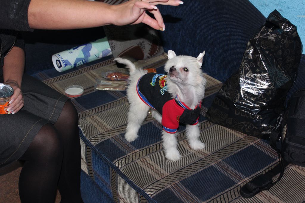 Adel Prekrasnaya Iz Solneghnoi harmonii