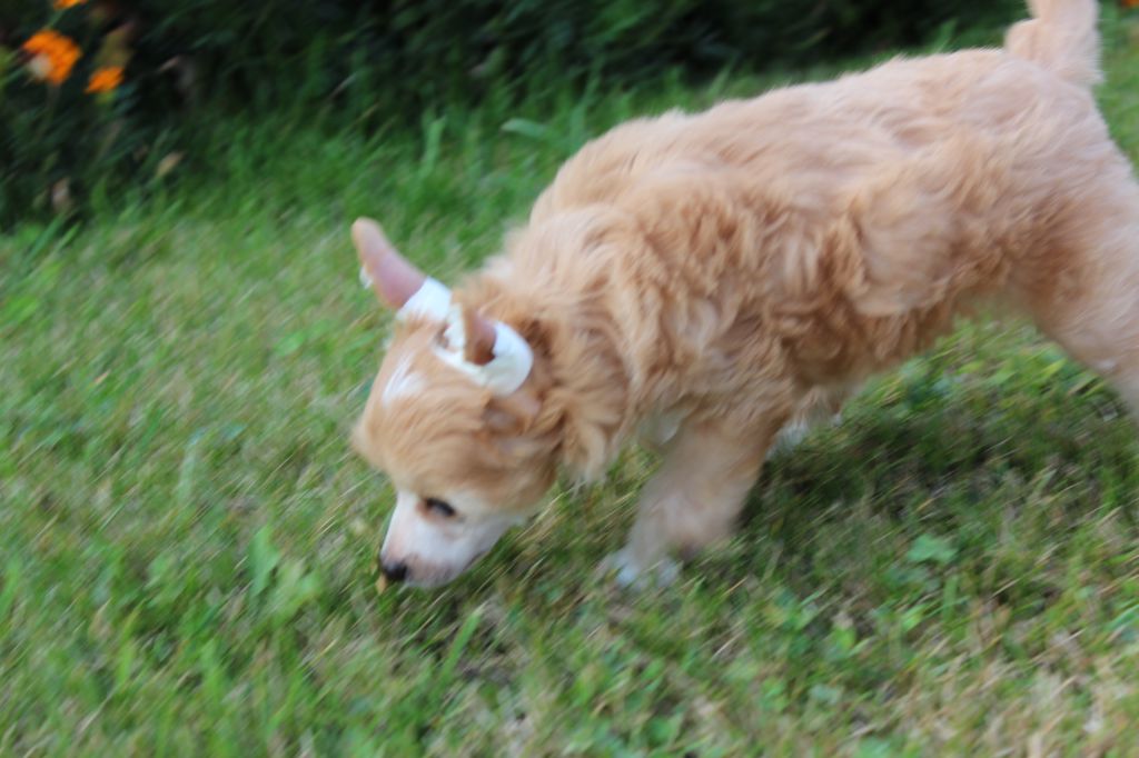 Absent Lover Iz Solneghnoi Harmonii