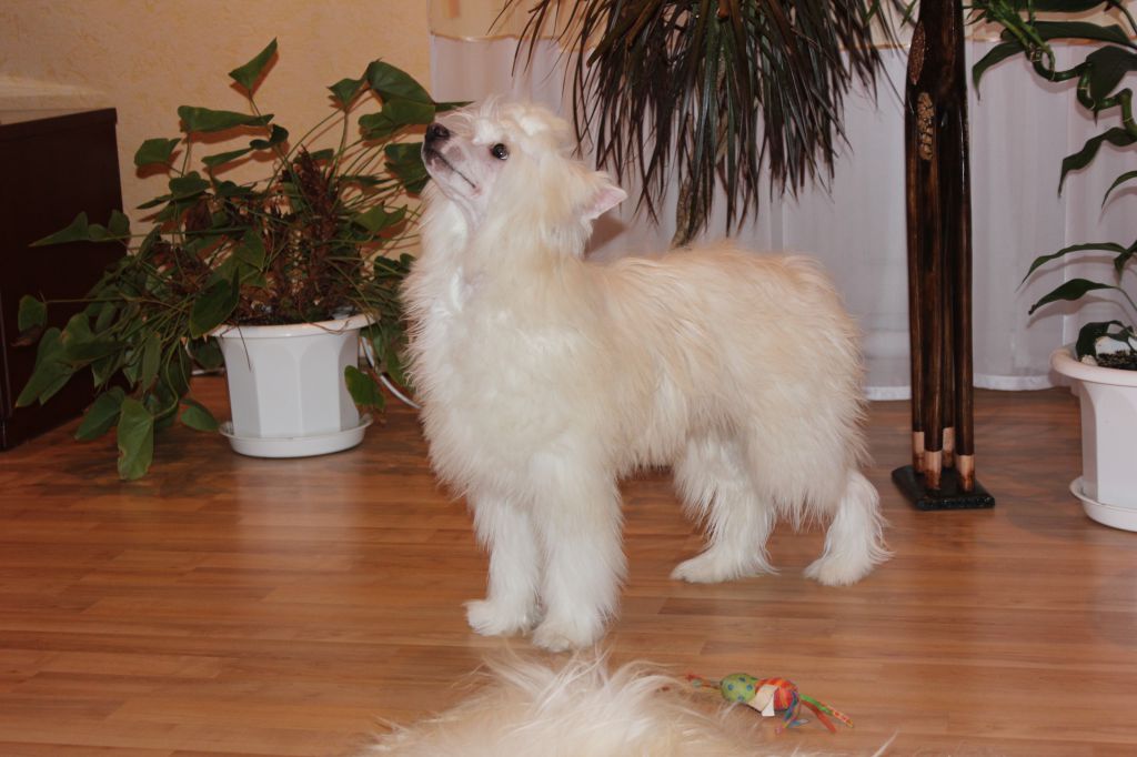 Armani Pippovigh Iz Solneghnoi Harmonii