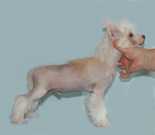 Natalis Domini Shon-tajr Zvjozdnyj Dar