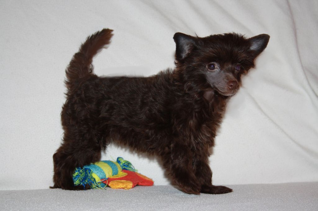 Charuyuschiy Soblazn Yanika Brown Tale