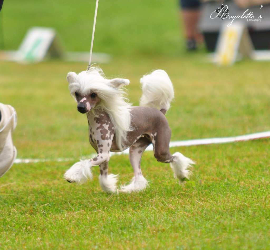 Jamming's Angel Of Jamaica