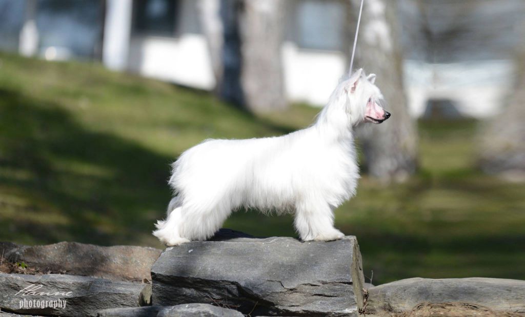 Jamming's Aziz The Snowman