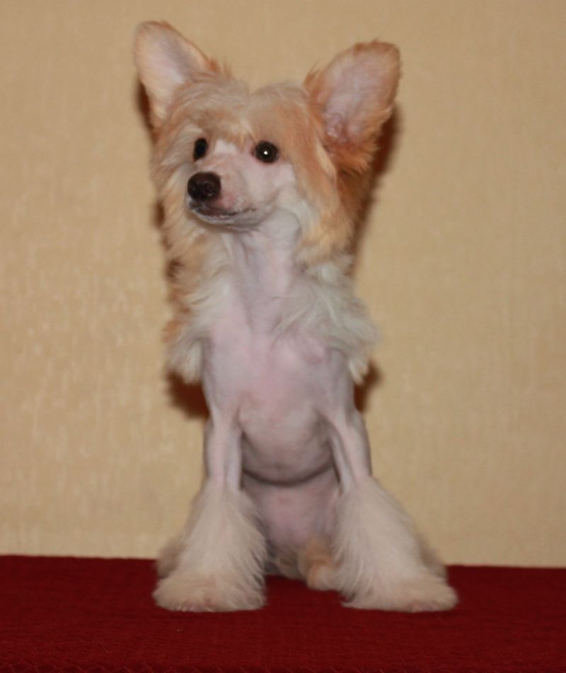 Feldeiso Ball of Fire