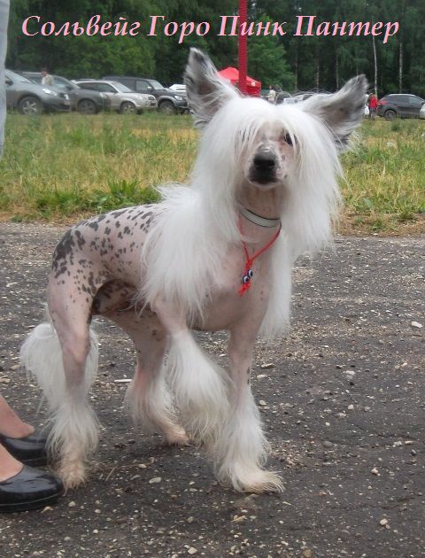 Solveig Goro Pink Panther