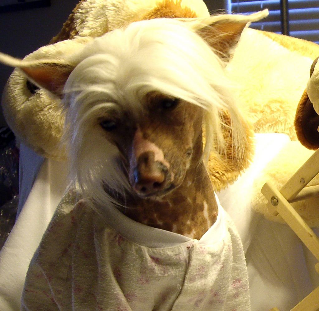 Ponyville's Sitara's Shinning Star