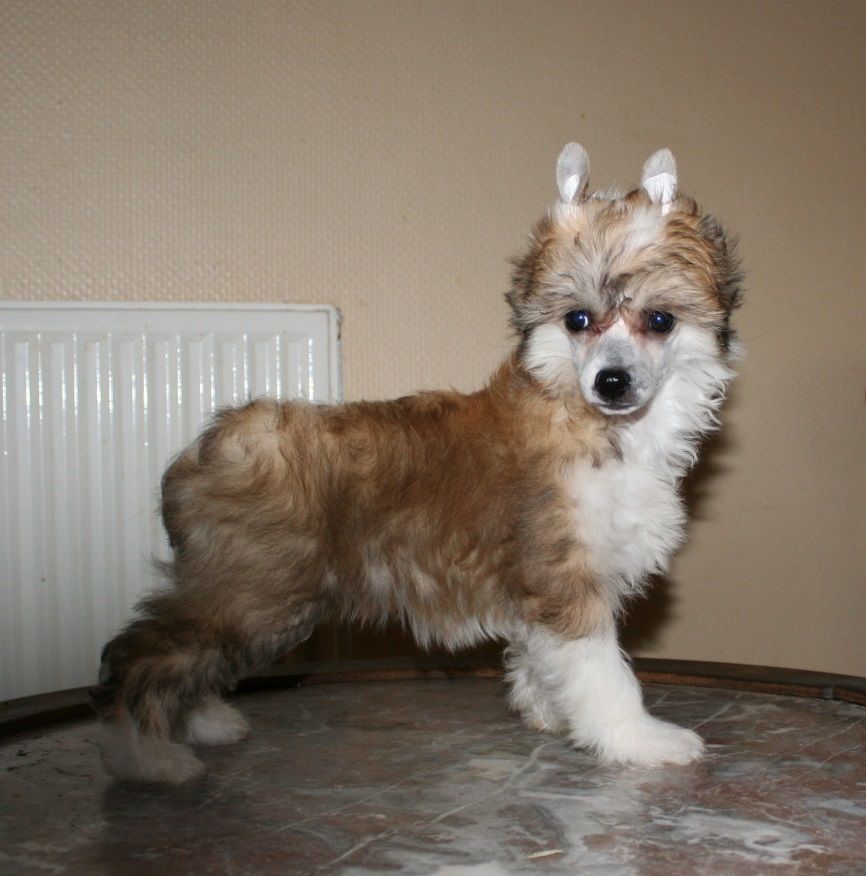 Be My Dog's Hasty Tasty