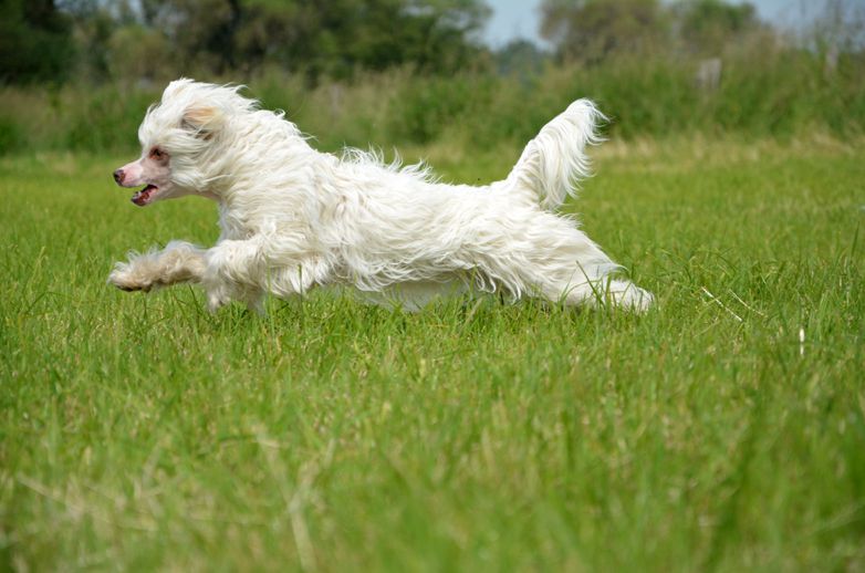 Be My Dog's Higher Level