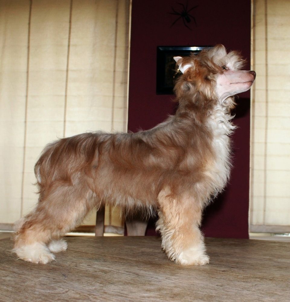 Be My Dog's Homage To Mr Wonka