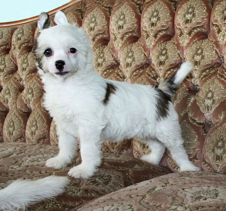 Be My Dog's Hank A Chief