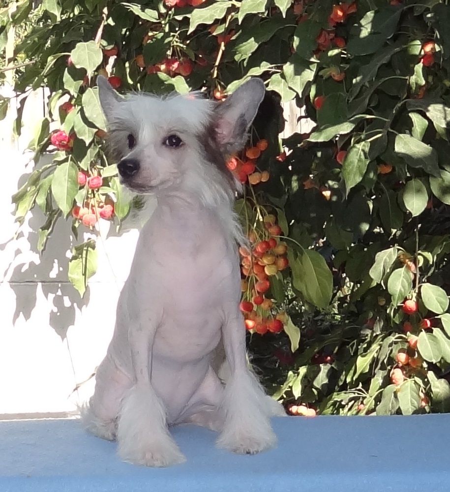 Naimuluna Line Formula Fortuni