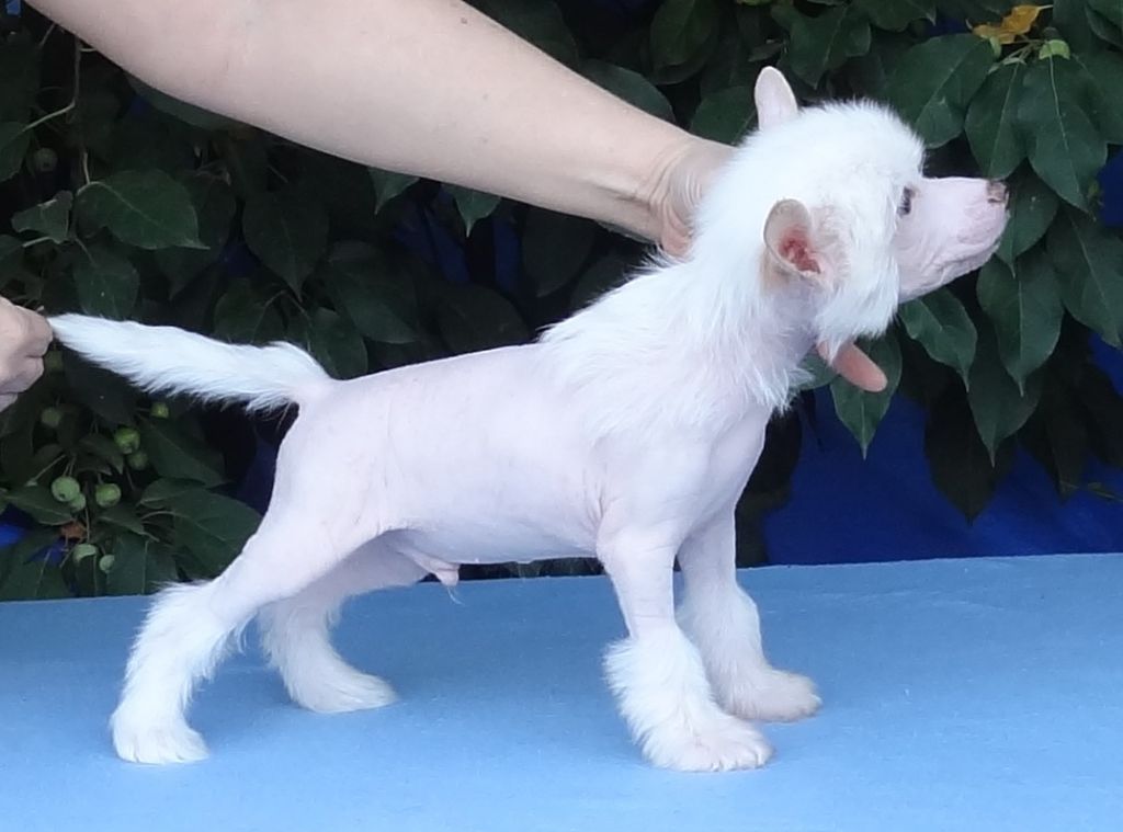 Naimuluna Line Forsazh