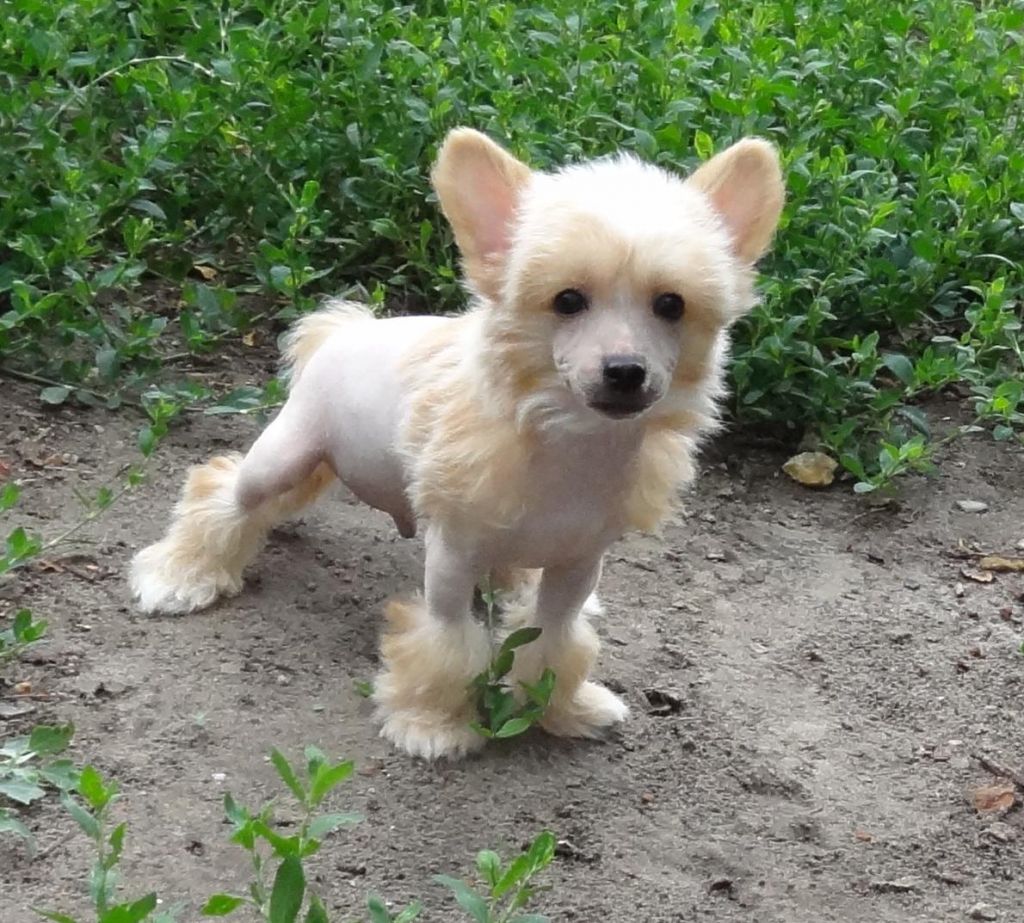 Naimuluna Line Talisman Udachi