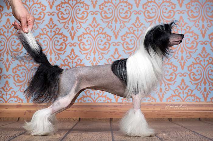 Angel O' Check Moscow.